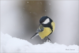 <p>SÝKORA KOŇADRA (Parus major) ------- /Great tit - Kohlmeise/</p>